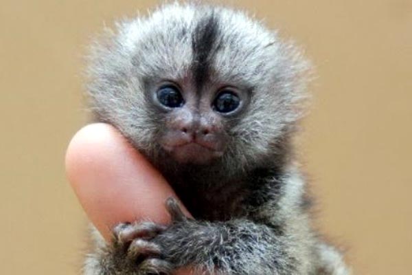 अलग प्रजातियों से मिलकर बना है छोटा बंदर