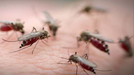 सबसे घातक परजीवियों में से एक है मच्छर