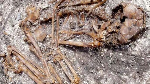 जापान में मिलीं 2000 साल पुरानी हड्डियां