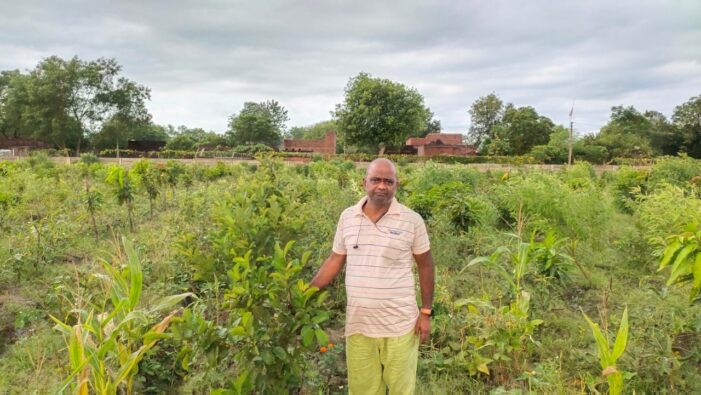 कृषकों की आय दुगनी करने में सहायक है ताइवान पक अमरूद की खेती