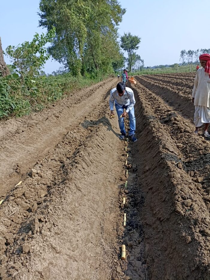 नई गन्ना प्रजाति १५०२३ की नर्सरी किसान अवश्य लगाए