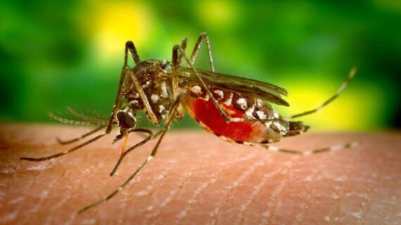 डेंगू का प्रकोप नौ राज्यों में बढ़ा