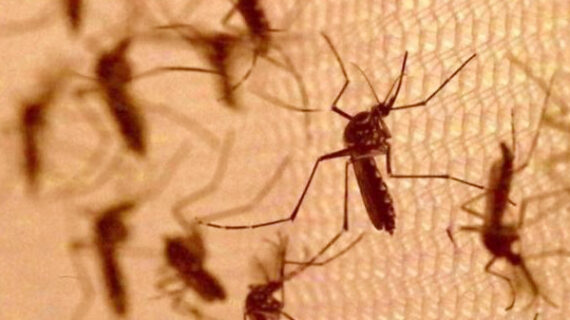 अमेरिका में मिली 2.4 अरब मच्छरों को छोड़ने की इजाजत
