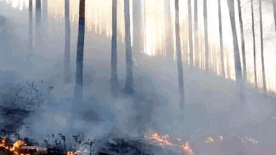 आग लगने से राजस्थान, हिमाचल और उत्तराखंड के सैंकड़ो हेक्टेयर जंगल नष्ट हुए