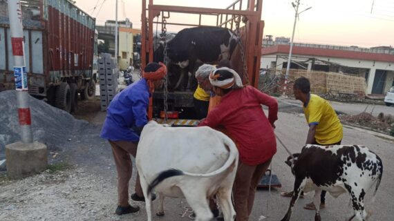 नपा क्षेत्र में छुट्टा पशुओं को पहुंचाया गौ आश्रालय