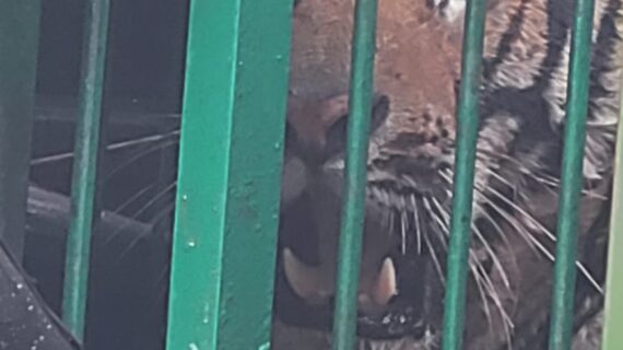 वन विभाग द्वारा लगाए गए पिंजरे में कैद हुआ बाघ