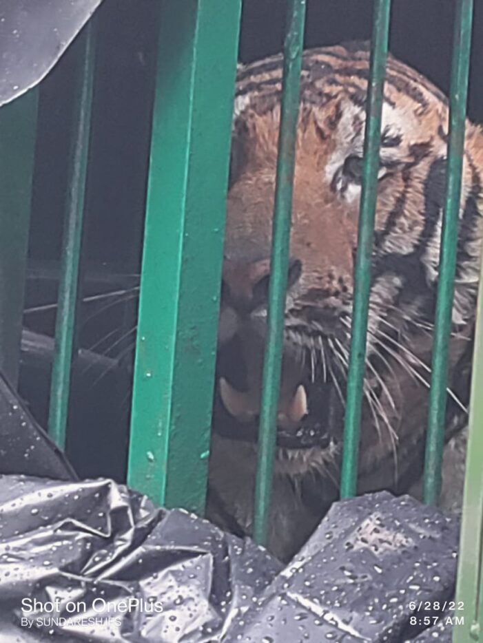 वन विभाग द्वारा लगाए गए पिंजरे में कैद हुआ बाघ