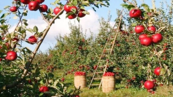जम्मू-कश्मीर और हिमाचल के बाद पंजाब में भी होगी सेब की खेती