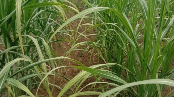 गन्ने की अच्छी पैदावार के लिए लाइनो में मिट्टी अवश्य चढ़ाये किसान