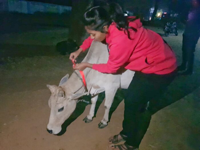 सड़को पर घुमने वाले छुट्टा पशुओं के गले मे रेडियम पट्टा बाँधने की बेमिशाल शुरूआत