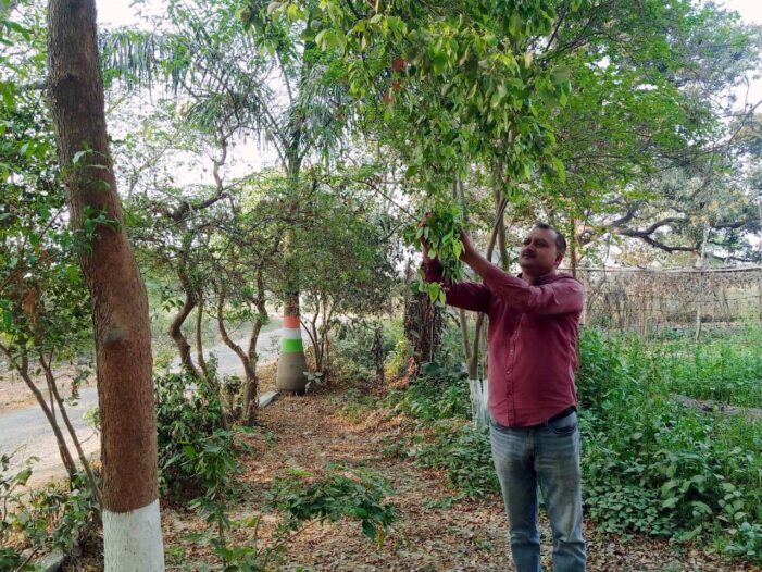 व्यावसायिक बागवानी से युवा बन रहे आत्मनिर्भर